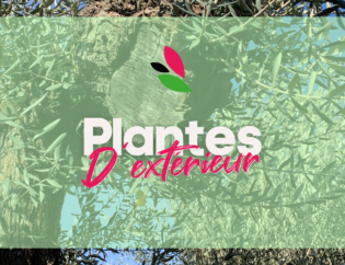 Les Serres Caladoises - Plantes d'extérieur
