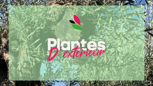 Les Serres Caladoises - Plantes d'extérieur