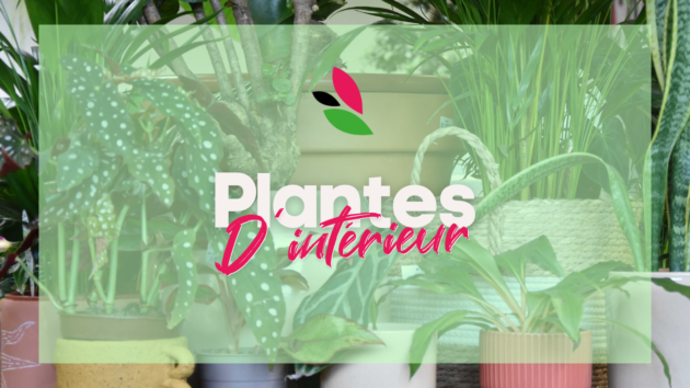 Les Serres Caladoises - Plantes d'intérieur